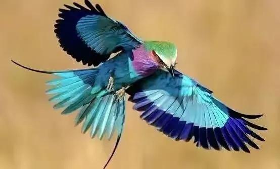 五彩斑斕的各種奇特的小鳥太可愛了，色彩豔麗，讓人賞心悅目