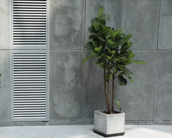 適合客廳養的12種“旺財花”,美觀大氣,格調高雅,養人還旺家 適合客廳養的12種“旺財花”,美觀大氣,格調高雅,養人還旺家