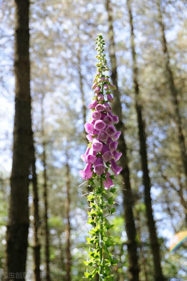 它是英國花園的常客，花型像喇叭，還能做藥材
