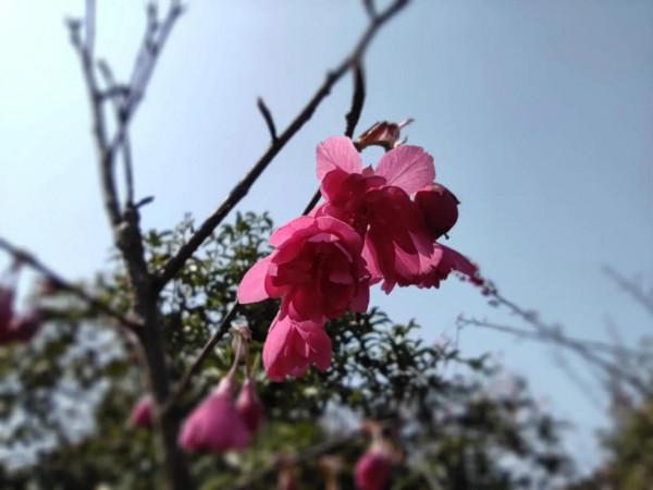 黿頭渚櫻花先睹為快