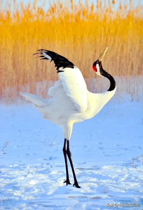 分享-跳芭蕾的丹頂鶴