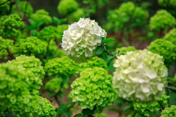 好不容易長出花苞,居然“消苞”了,太心疼 好不容易長出花苞,居然“消苞”了,太心疼