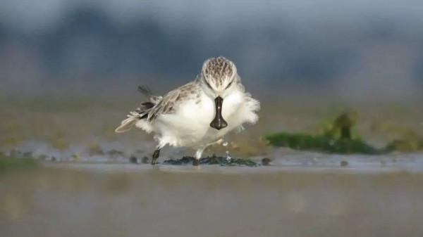 為了保護瀕危水鳥,有人去偷蛋,有人放棄年薪百萬 為了保護瀕危水鳥,有人去偷蛋,有人放棄年薪百萬