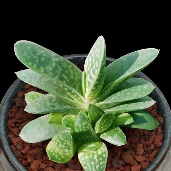 我在毀滅多肉的路上越走越遠