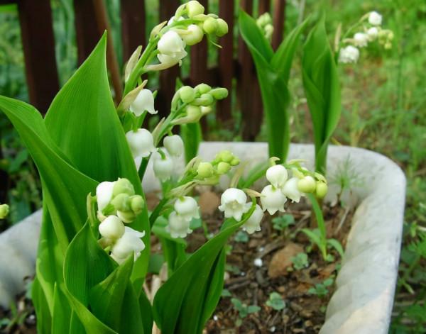 這3種花，它們比“香水”還好聞，家裡擺上一兩盆，生活更舒適