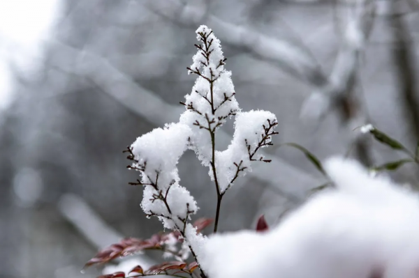 下雪啦，看童話裡的四面山美景大PK，你更喜歡哪一款？