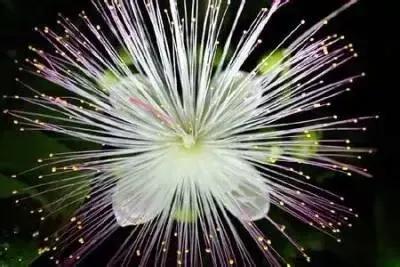 分享圖片——炫美的濱玉蕊花