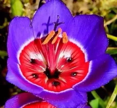 世界上100種奇花，你見過的有哪些