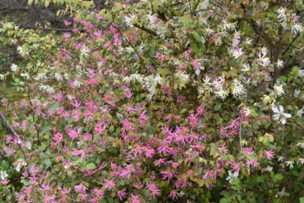 檵木首次入選,277個新品種獲國家林草局植物新品種授權 檵木首次入選,277個新品種獲國家林草局植物新品種授權