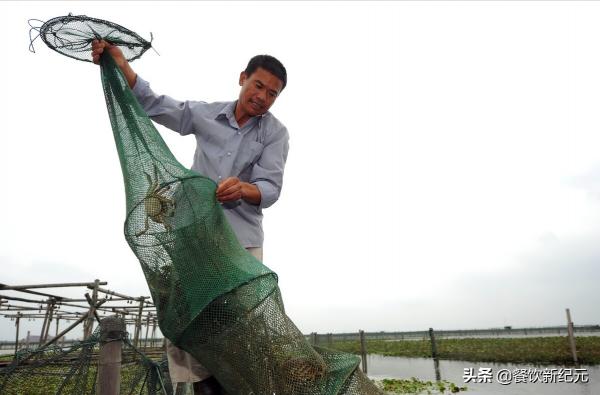 往年大閘蟹搶著買，如今中秋遇冷賣不動，養殖戶無奈：名聲搞臭了