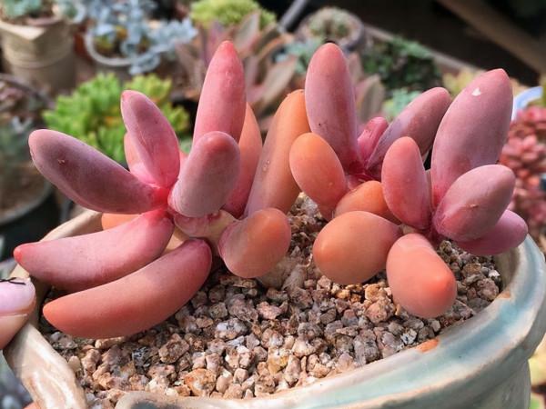 這3種多肉養在室內陽臺上，也可以越變越漂亮，養護難度都不大