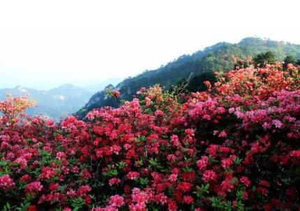 分享——杜鵑花