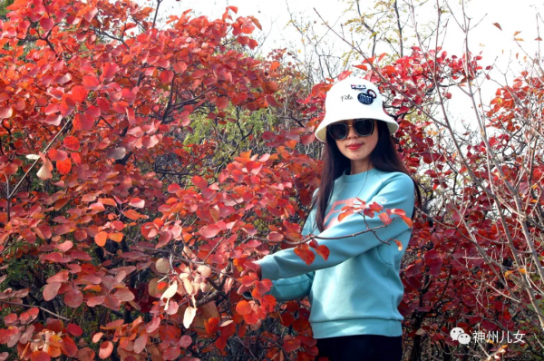 太行紅葉別樣紅