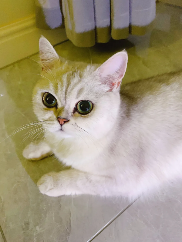 在快要抑鬱的時候，我養了只小貓