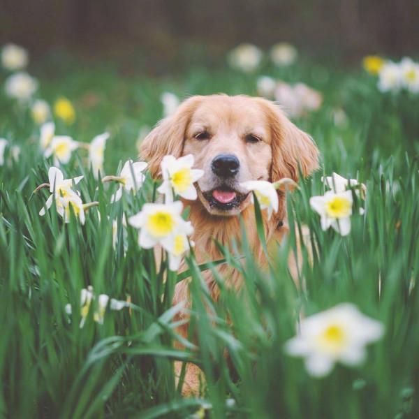 患病後的金毛，出現這些奇怪的行為，讓我心疼不已