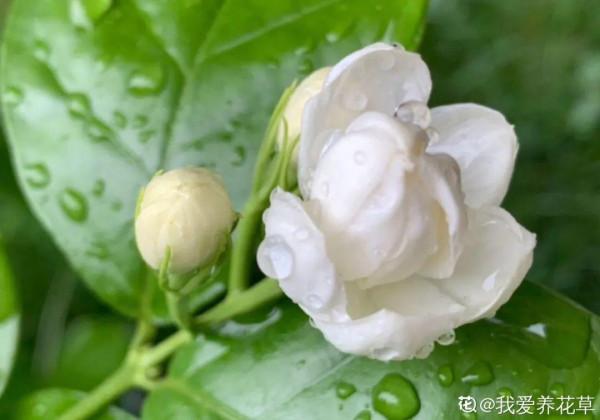 7種花現在剪一刀，剃個小平頭，滿盆冒新葉子