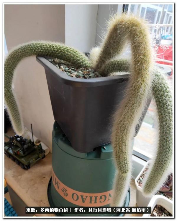 多肉的前世今生——論那些多肉的變化