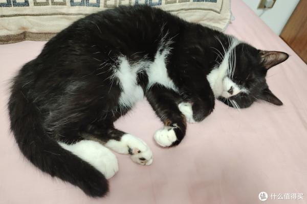 養三隻貓是一種怎樣的體驗？過來人的養貓（勸退）指南