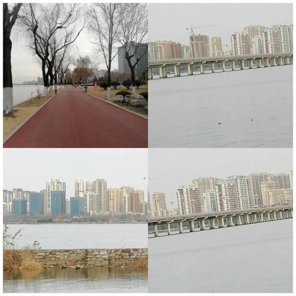 河中野鴨戲水