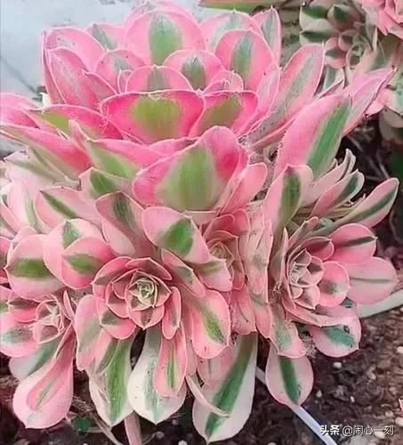 分享——不一樣的多肉