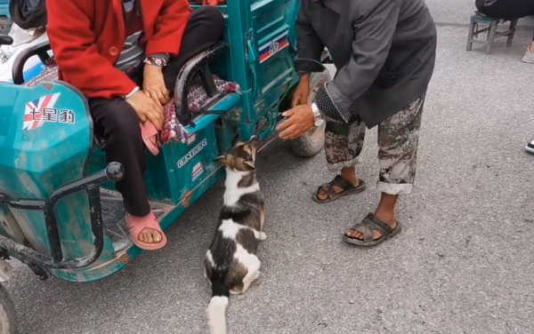 河南:170,懷孕狗狗上狗肉車,為了多賣10塊錢,大爺跑了40裡地 河南:170,懷孕狗狗上狗肉車,為了多賣10塊錢,大爺跑了40裡地