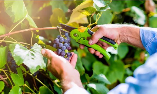 為什麼自釀葡萄酒不建議你喝？自釀葡萄酒有毒，這說法有什麼依據？