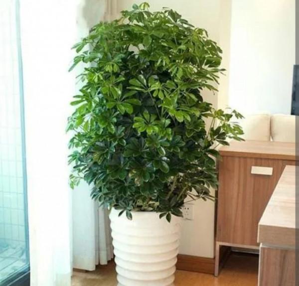 養鴨腳木，別光澆水，多做3件事，長得旺盛，葉子有光澤