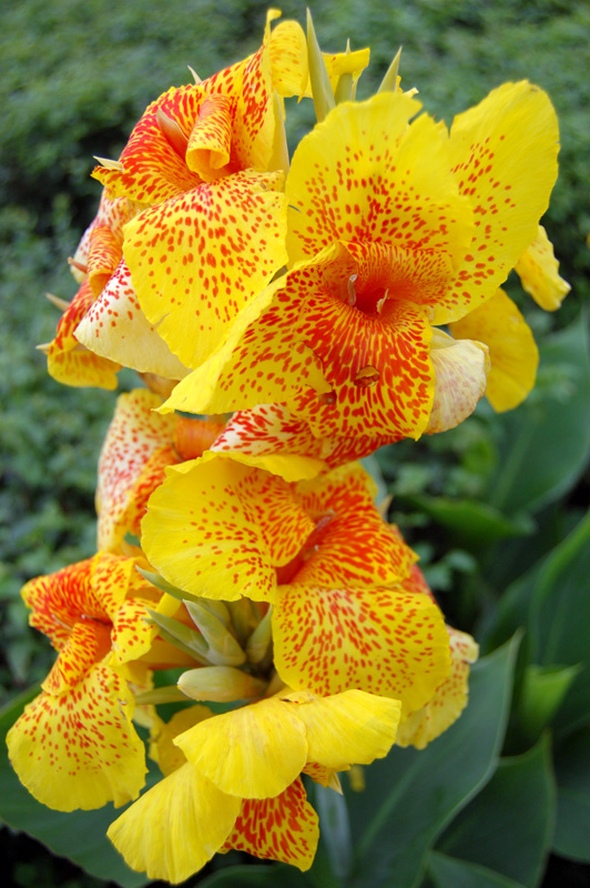 美人蕉,只開花,不結果 美人蕉,只開花,不結果