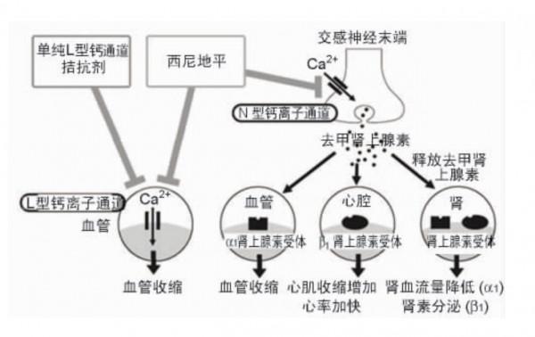 新一代地平，強效平穩持久降壓、改善心肌缺血、穩心率、保護腎臟
