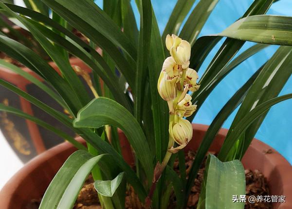 盤點香味最濃的3種蘭花，哪一種蘭花最香？