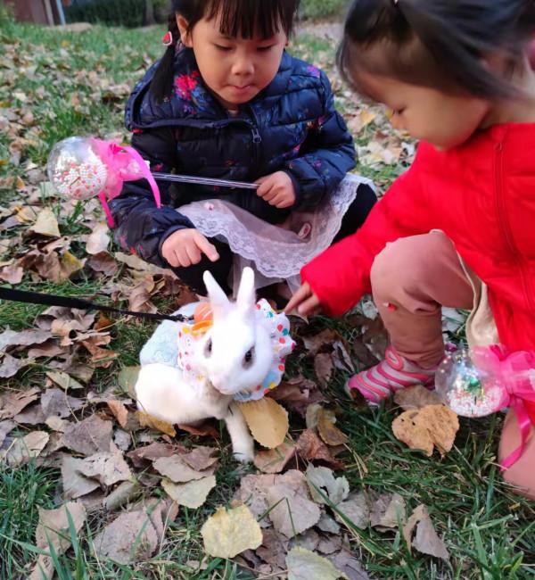 美目盼兮小精靈，疑為玉兔下凡間