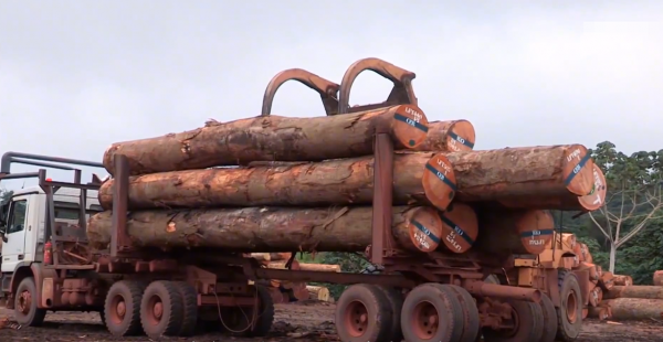 非洲小哥開賓士卡車運紅木,一車50噸一根賣幾十萬,路上全是車禍 非洲小哥開賓士卡車運紅木,一車50噸一根賣幾十萬,路上全是車禍