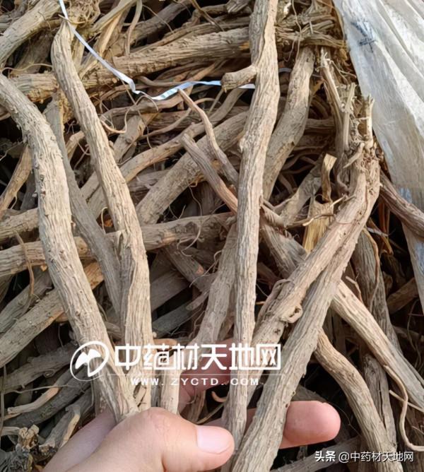 牛膝產新已收尾 行情一漲再漲是供求關係還是外因導致？