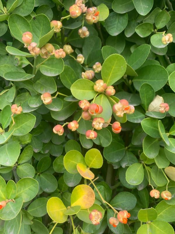 冬青花開! 冬青花開!