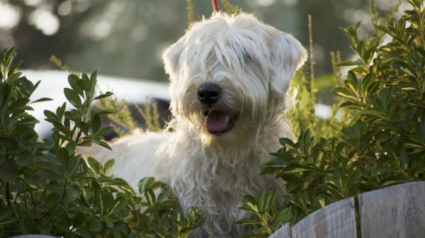 這16種狗,就算過敏人士也能養 這16種狗,就算過敏人士也能養