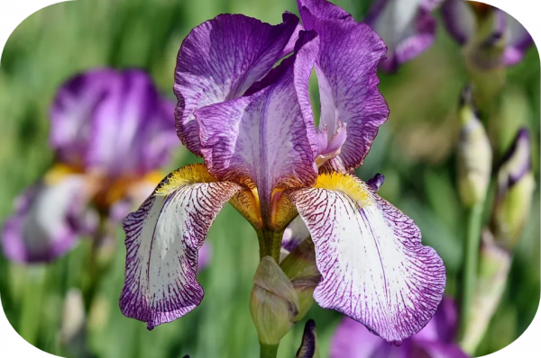 2塊錢，奪走了我家貓的命