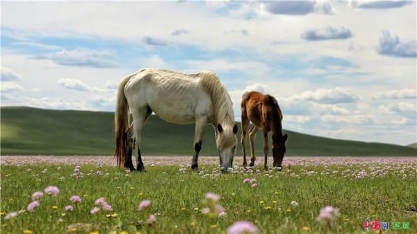 20220222最有愛的一天！看草原上那些成雙成對的風景