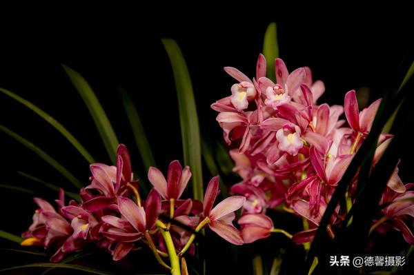 2022新春遊園&mdash;&mdash;植物園賞花