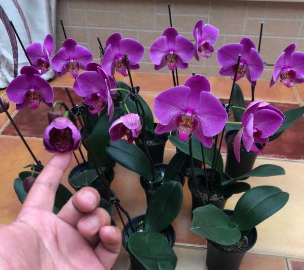 如果你買了蝴蝶蘭，記住&OpenCurlyDoubleQuote;4不能&rdquo;，輕鬆開花幾個月