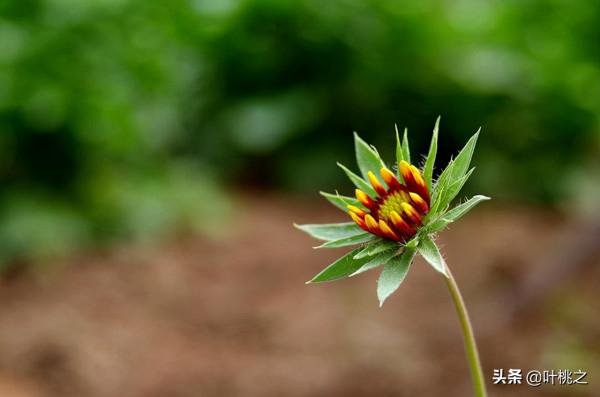 村上春樹：愛情裡有兩種遺憾