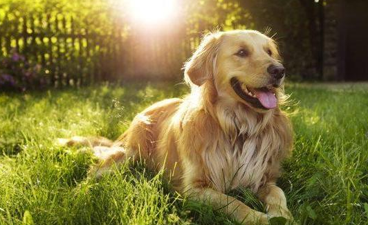 想養中大型犬？推薦這6種狗狗，好看又溫順