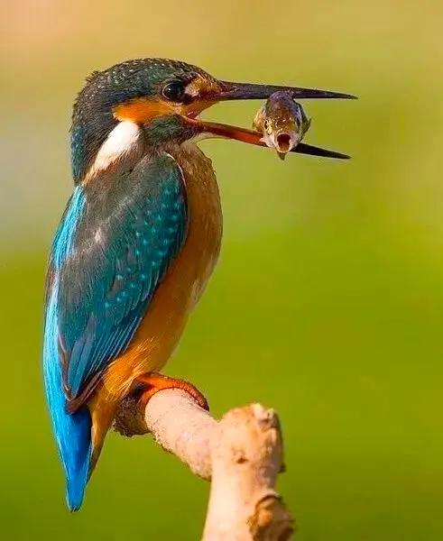 分享：抓拍動物精彩瞬間，驚豔絕倫，實為罕見