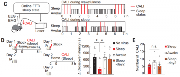 消除記憶!日本學者透過光照實現對記憶的操縱 消除記憶!日本學者透過光照實現對記憶的操縱