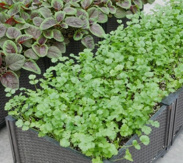 愛吃香菜菜價又貴,自己動手吃到爽 愛吃香菜菜價又貴,自己動手吃到爽