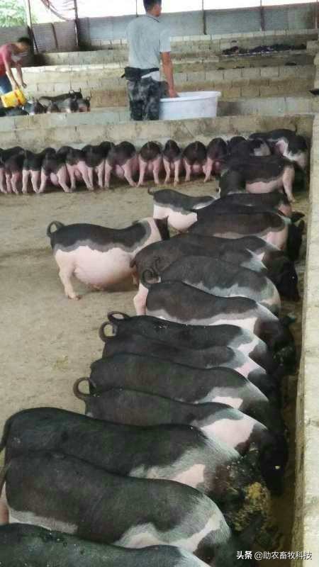 製作發酵飼料運用多糖性複合菌種營養基代替玉米降低成本效果更好 製作發酵飼料運用多糖性複合菌種營養基代替玉米降低成本效果更好