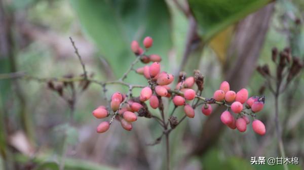 帶你一起回味62種南方野果子,它們是物質匱乏年代小朋友的零食 帶你一起回味62種南方野果子,它們是物質匱乏年代小朋友的零食