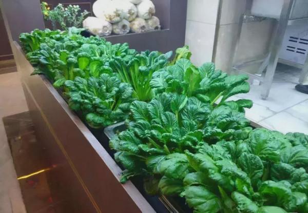 冬天種蔬菜首先這“8種”，不怕冷長得快，吃了一茬又一茬