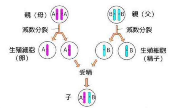 生物進化普遍選擇的是衰老，而不是永生，這究竟是為什麼？