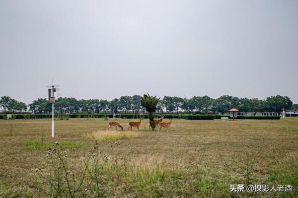 河南安陽殷墟遺址2021旅行攻略，門票70元兩個景點，還有可愛鹿群