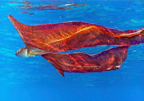 25張罕見的動物照片：折斷脖子的長頸鹿，會噴粉色墨汁的海兔